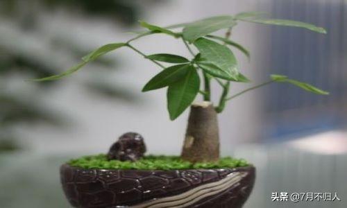 富贵树图片 养殖方法(富贵树的养殖方法和注意事项)