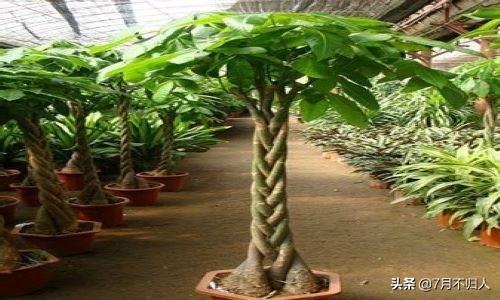 富贵树图片 养殖方法(富贵树的养殖方法和注意事项)